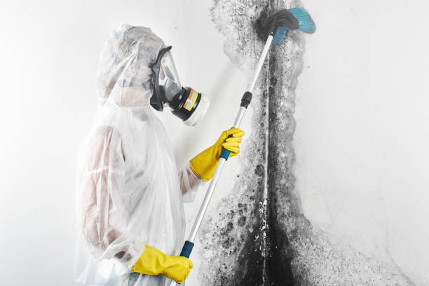 Best Asbestos and Lead Testing During Mold Inspection  in Heceta Beach, OR